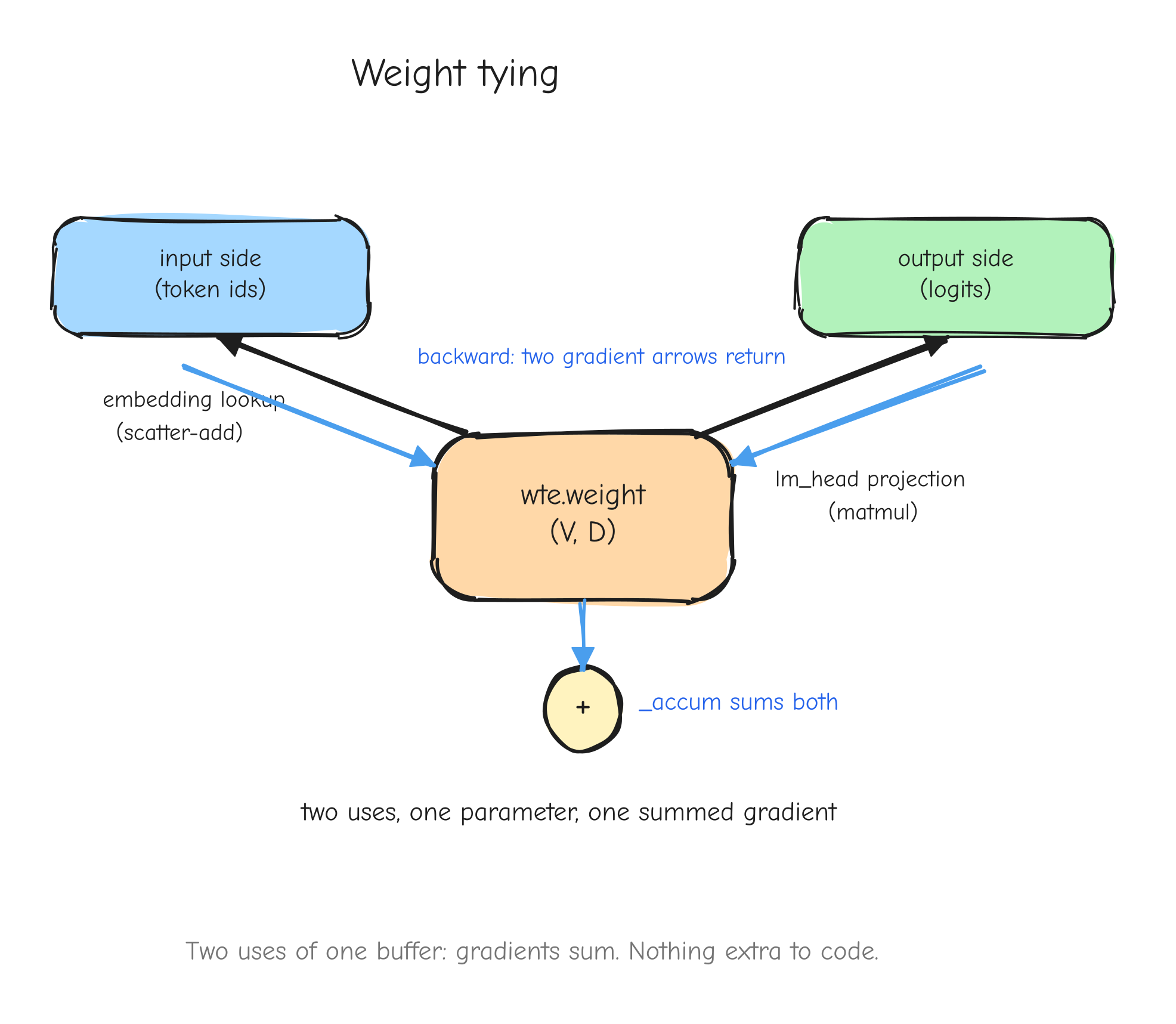 One matrix box labeled `wte.weight (V,D)` in the center. Two arrows leave it: one labeled "embedding lookup (scatter-add)"